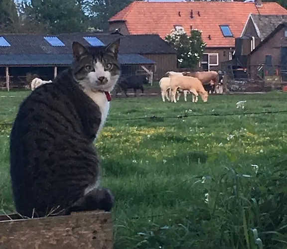 Pensjonat De Bosakker